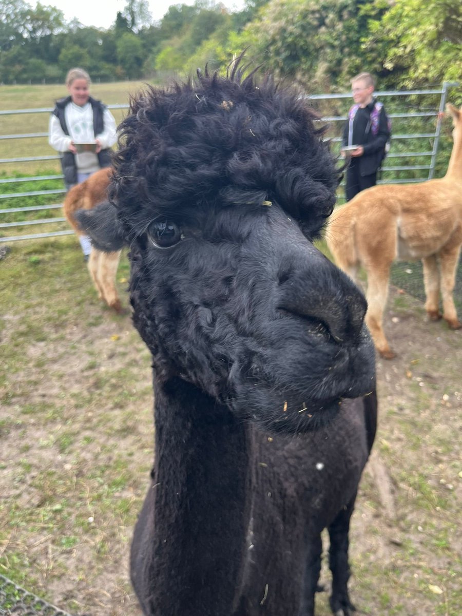 🦙 Staycation- Day 2- A day of exploring the countryside and completing an Alpaca trek 🦙
