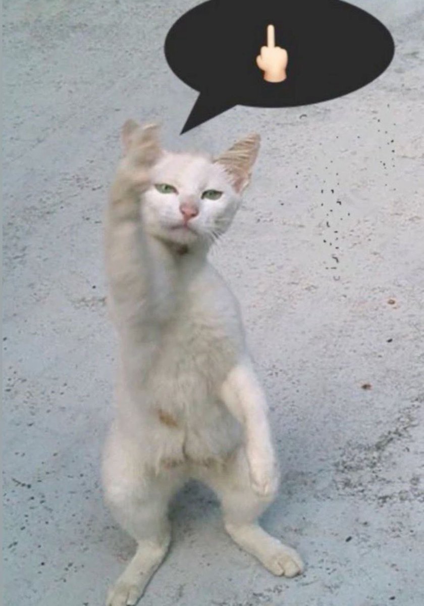 Punch Cat (@punchingcat) on Twitter photo 