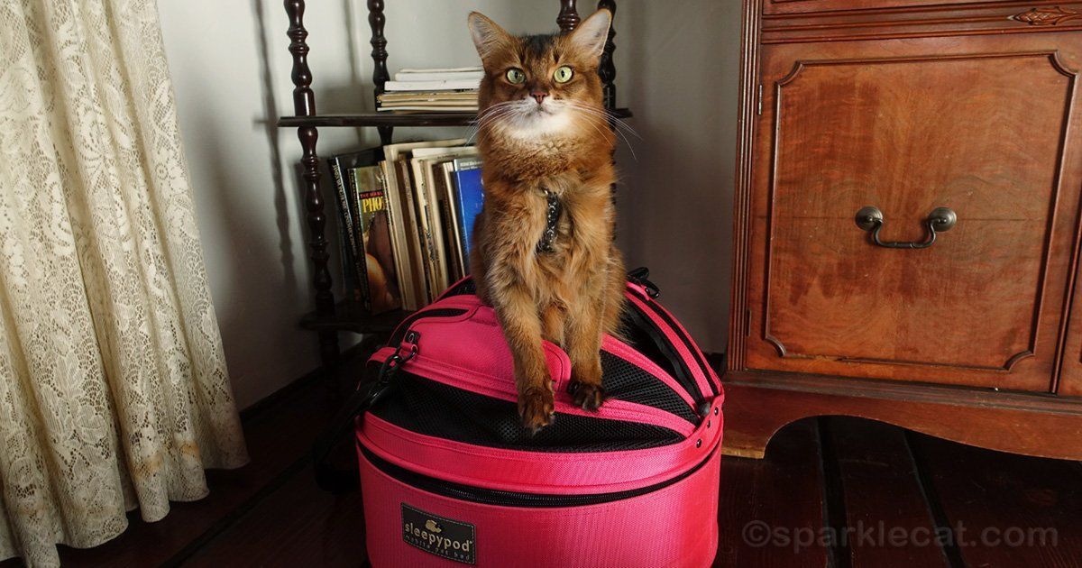 sparklecat's tweet image. Whether you're just going to the vet, or going on a road trip, it's important to keep your cat safe in the car! Here are 7 tips to follow: buff.ly/3EIMjNr #cattravel #catadvice #catlovers