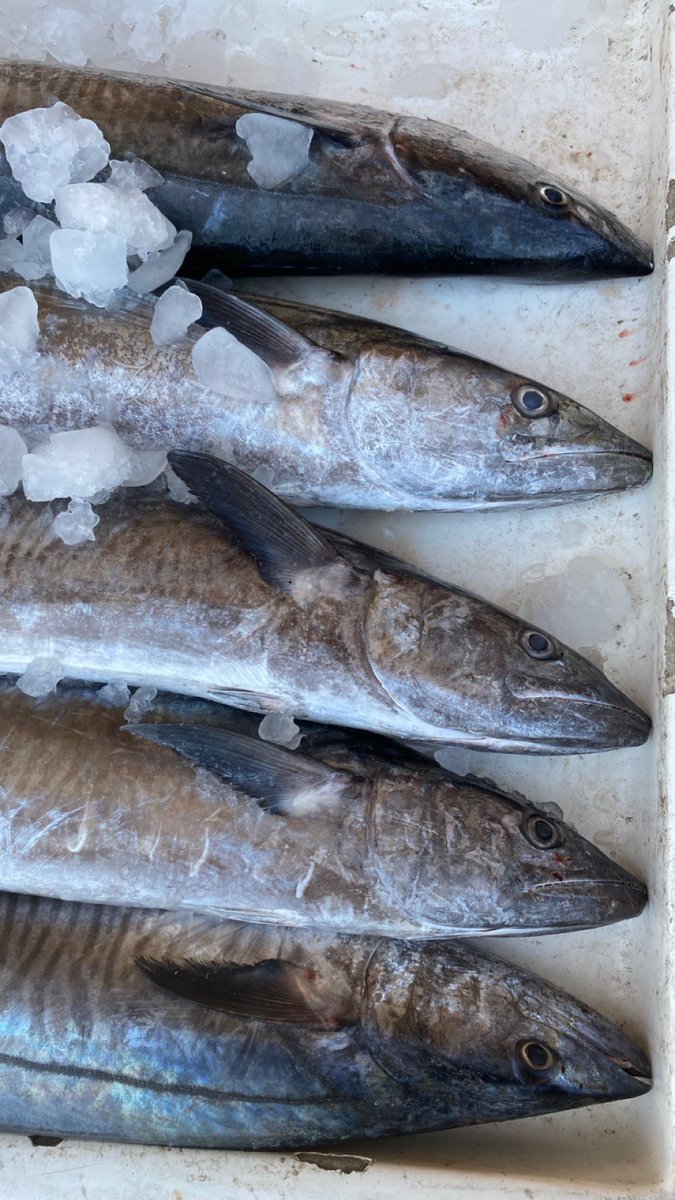 جاي على بالك بحريات 👀 !

من بحر الشرقية إلى الرياض 🤩💙

تشكيلة متنوعة من أجود أنواع الأسماك والروبيان الطازج اسبوعياً تصلك إلى باب بيتك بواسطة وإشراف مباشر من شاب سعودي "ابن الشرقية" 🇸🇦

( جودة ونظافة وسعر مناسب )

للطلب والتواصل 📲 :
0547175231
<a href="/ibnasharqia/">Ibn shrq</a> 
#ad
