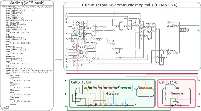 A hashing algorithm was built using 66 different types of engineered microbes. 

This is the largest genetic circuit yet constructed, although it's distributed across so many strains.

Just look at that circuit diagram!🔻
