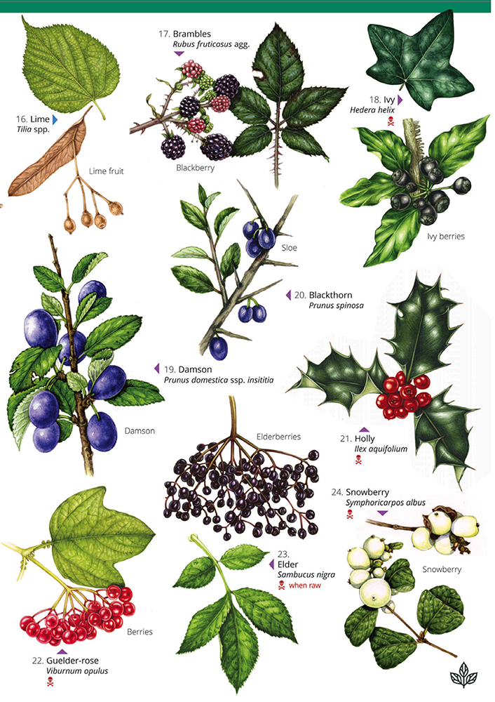 New fold-out guide: Autumn Fruits and Seeds. Featuring specially commissioned colour paintings throughout by @lizzie_harper. Special early bird price until 31 October. field-studies-council.org/shop/publicati…