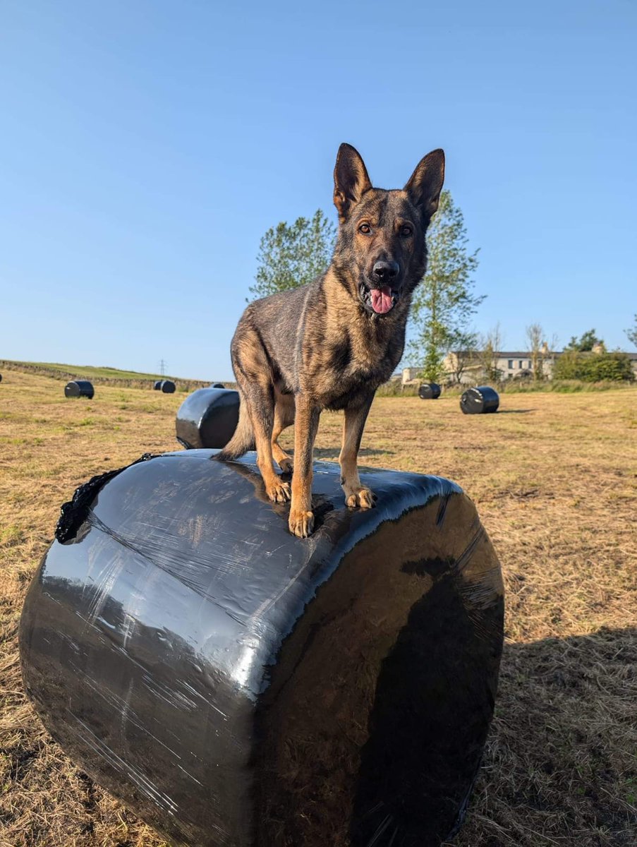 GMPDogs's tweet photo. PD Atom showed why PD’s are invaluable.
A Robbery occurred at a store where the suspect threatened staff with a weapon.
The suspect was located at a nearby store and threatened the 👮 &amp;PD with a bottle and reached for his weapon.
PD Atom Stepped in, 1 violent suspect in custody https://t.co/uTuzfoK0eA