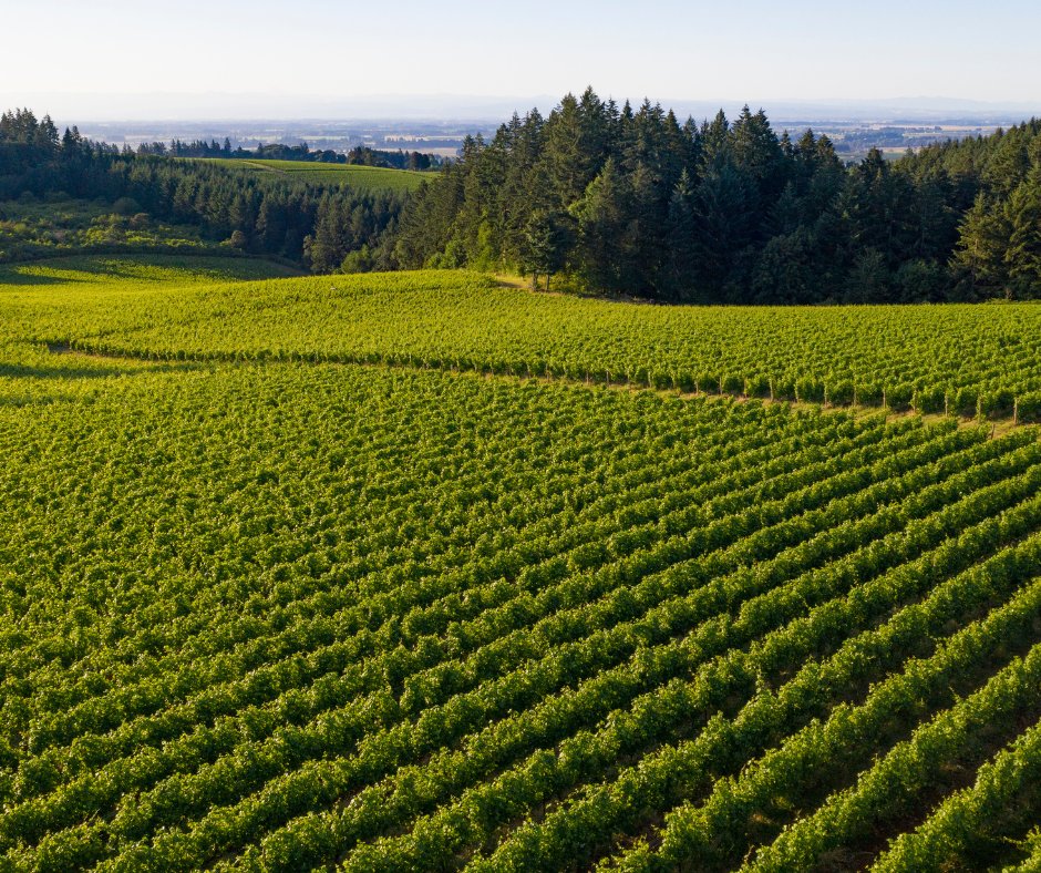 langewinery tweet media