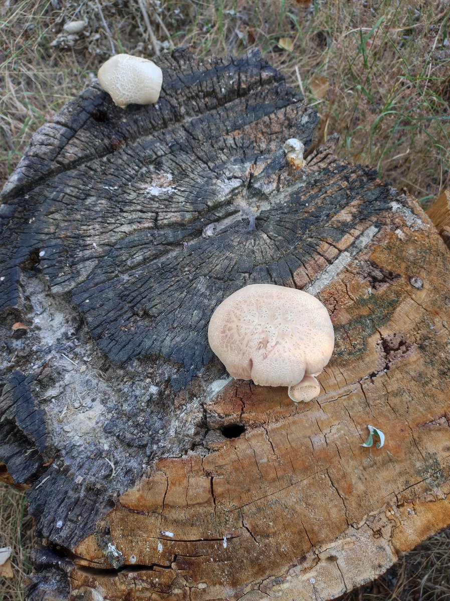 Hongos en la alameda.

Fotos propias.