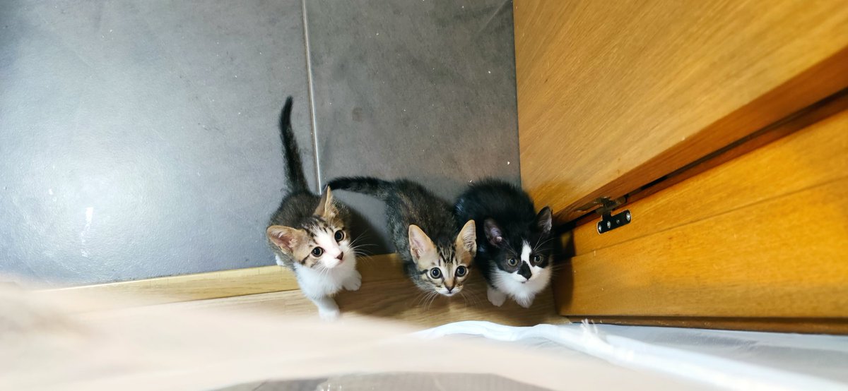 ♣EN ADOPCIÓN♣
Estos 3 chiquitines aún siguen en adopción. 

Fueron abandonados junto con su madre y sus otros 2 hermanos en una de sus colonias

A la madre no pudimos salvarla, desapareció, ellos aún tienen una oportunidad

♂️ Machos
🎂 1'5 meses

📩 info@catmur.es
📱626925223