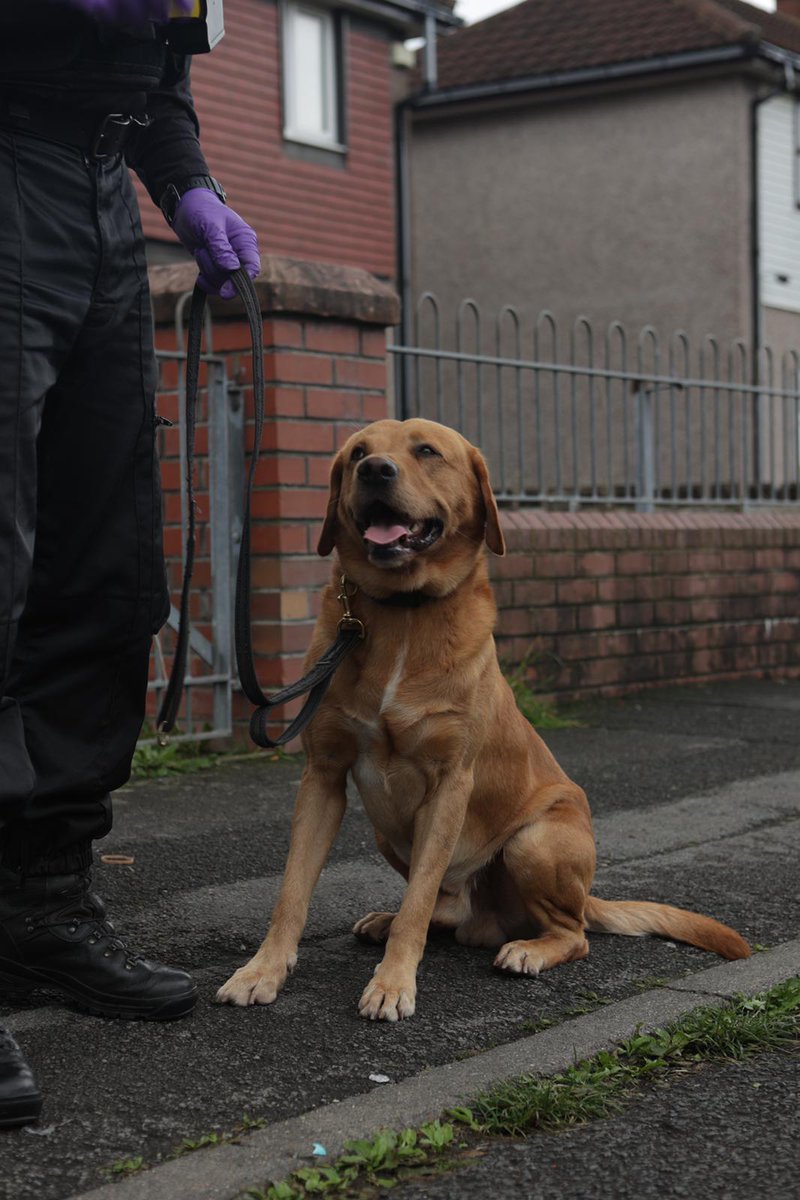 Police dog Gus has been assisting officers with drug warrants this morning.

He's done an paw-some job - well done Gus! 🐶 👏