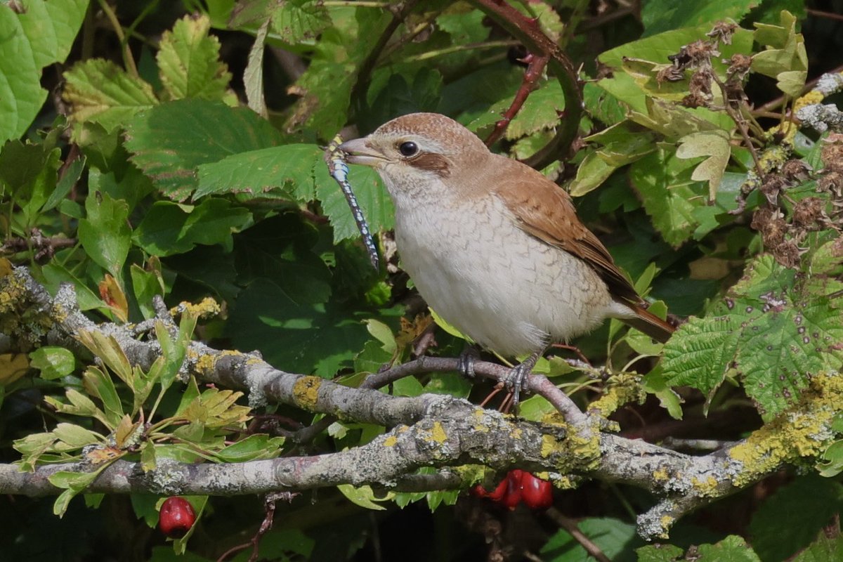 Lovely to see the Red-backed Shrike eating a Migrant Hawker at Houghton Regis today. A few Stonechats and Buzzards also seen.