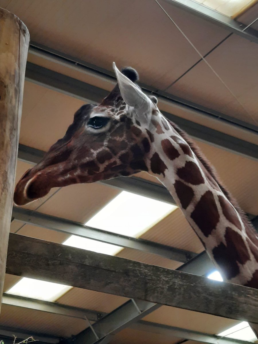 Science Department (@ksbscience) on Twitter photo Bears, Giraffes, Cheetahs and Lemurs amongst the many animals that were studied at today’s #KSB3rdForm Biology trip shared with #KSBArt. Ecology research completed and studies drawn. <a href="/KingsBruton/">King's Bruton</a> #KSBQuality Bears, Giraffes, Cheetahs and Lemurs amongst the many animals that were studied at today’s #KSB3rdForm Biology trip shared with #KSBArt. Ecology research completed and studies drawn. <a href="/KingsBruton/">King's Bruton</a> #KSBQuality