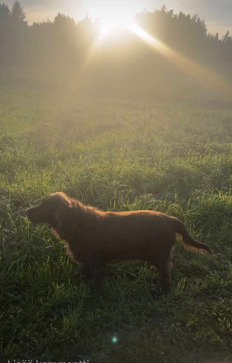 Meidän Fieldspanieli nauttii syyskuusta ja elämästä maaseudulla. Onhan tämä koiralle ihanteellinen paikka kun saa olla vapaana. Ja nautin minäkin tästä maaseudun rauhasta ja luonnosta. 
#elämäämaaseudulla