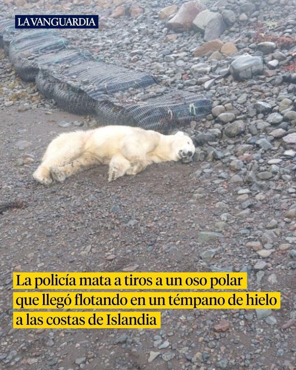A polar bear appears in Iceland for the first time in eight years and is shot by the authorities as a risk to the public. The bear 🐻 probably reached the mainland via a floating iceberg. This is a disgrace