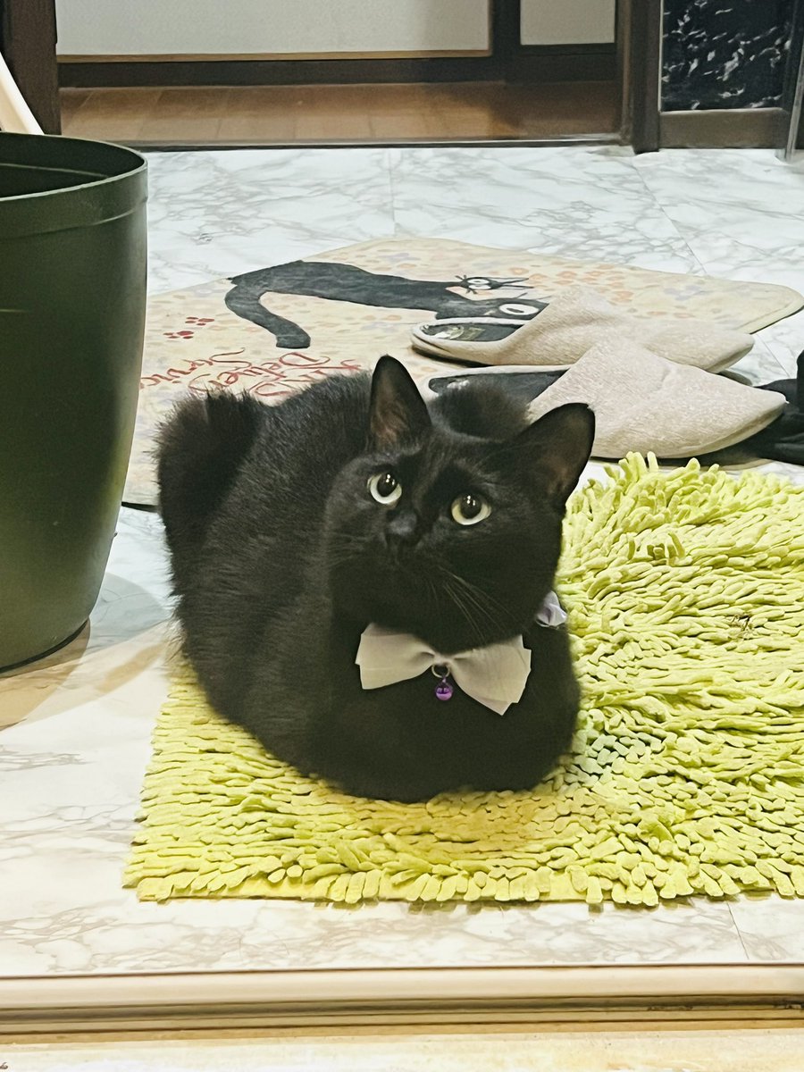 Yozora_zone's tweet photo. お風呂入ってるといつも監視させる

#黒猫 https://t.co/8fwKiBTJyB