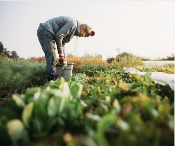 <a href="/farmconnections/">DurhamFarmConnections</a> is a volunteer run organization focused on spreading the good word about agriculture! Check them out on social media or on their website at durhamfarmconnections.ca