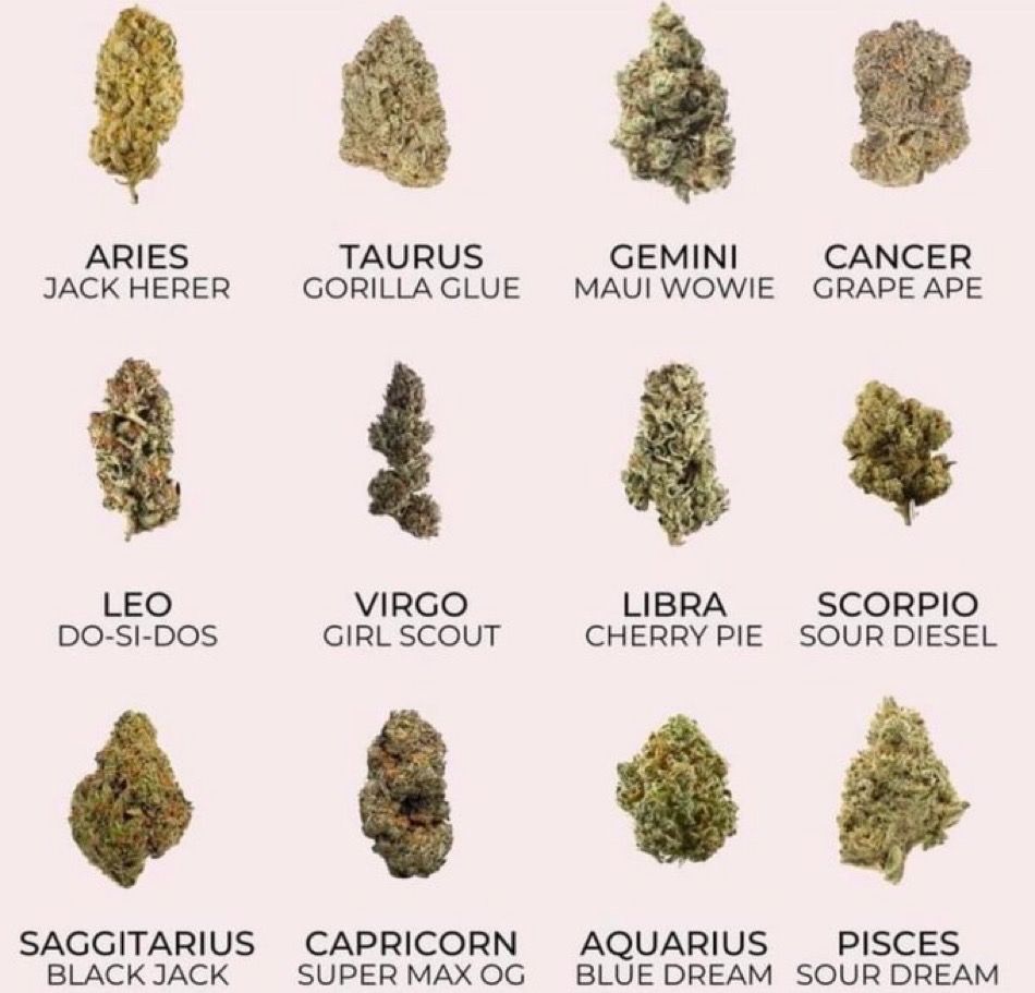 THC Humor 💹🧲 tweet media