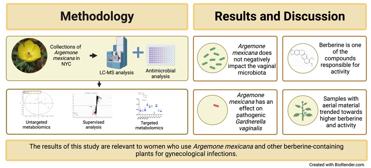Pleased to announce the publication of our research on Argemone mexicana! 

Our findings on its bioactive constituents and potential impact on the vaginal microbiota are now available: authors.elsevier.com/a/1jpkO1M9M1au…
