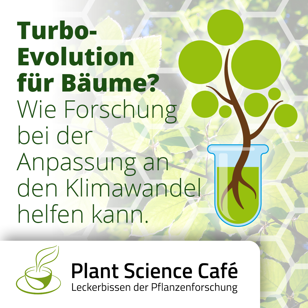 Hamburger aufgepasst: Schnackt beim PLANT-Science-Café am 1.10.24 ab 18:00 Uhr mit Forstgenetiker Tobias Brügmann <a href="/Thuenen_aktuell/">Thünen-Institut</a> über Turbo-Evolution für Bäume, im "Park Café Planten un Blomen", Holstenwall 30! Live+kostenlos, aber Anmeldung erbeten via:
pflanzenforschung.de/de/events/alle…