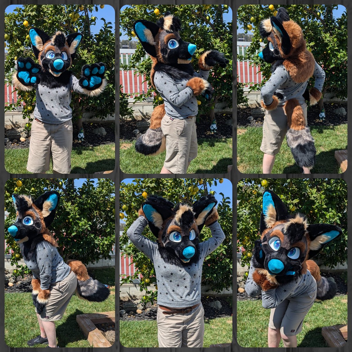 topdog_studios's tweet photo. Woof! This new TOP Dog Family member is quite a catch 🥎

Welcome our newest premade, Scout the G-Shep!

Amazing vision and ventilation, gorgeous color scheme, NFC tag in the nose, and there's even a few surprises 👀

They will be available at table B2 at @AnotherFurryCon ✨ https://t.co/gmeu7iObgT