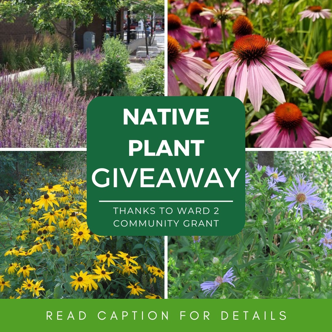 As part of the Ward 2 Community Grants program, <a href="/Green_Venture/">Green Venture</a> will be holding a Native Plant Giveaway at St. Lawrence Church at 125 Picton Street East from 10:30am to 1:30pm on October 19. Register for a free pollinator kit at forms.gle/2TbdWW78HJg4WF…. See you there! #HamOnt