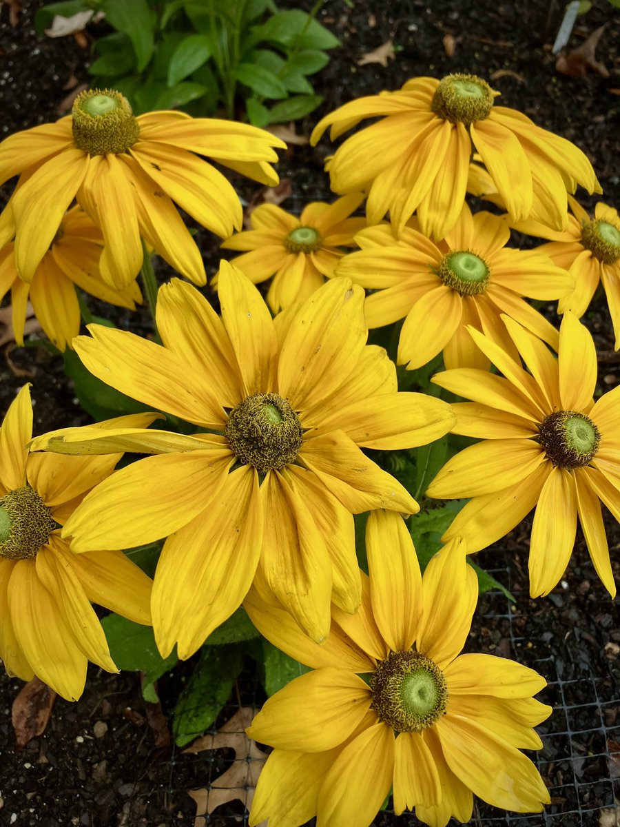 HobanGirl's tweet photo. The bright summer had passed away, and gorgeous autumn was flinging its rainbow-tints of beauty on hill and dale.
— Cornelia L. Tuthill, ‘Virginia Dare: Or, the Colony of Roanoke,’ 1840
#OldTown #Alexandria #PrinceSt #CaptainsRow #coneflower #Bougainvillea https://t.co/fwijFXojcV