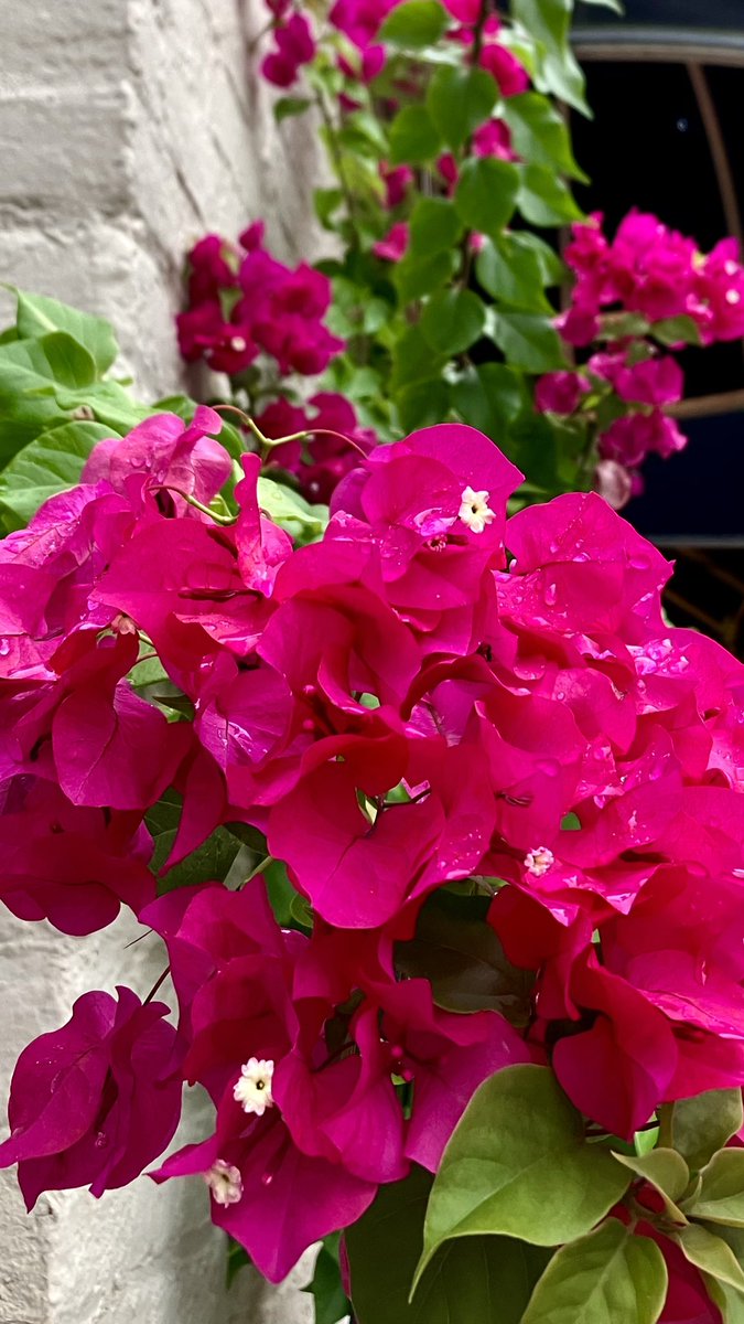 HobanGirl's tweet photo. The bright summer had passed away, and gorgeous autumn was flinging its rainbow-tints of beauty on hill and dale.
— Cornelia L. Tuthill, ‘Virginia Dare: Or, the Colony of Roanoke,’ 1840
#OldTown #Alexandria #PrinceSt #CaptainsRow #coneflower #Bougainvillea https://t.co/fwijFXojcV