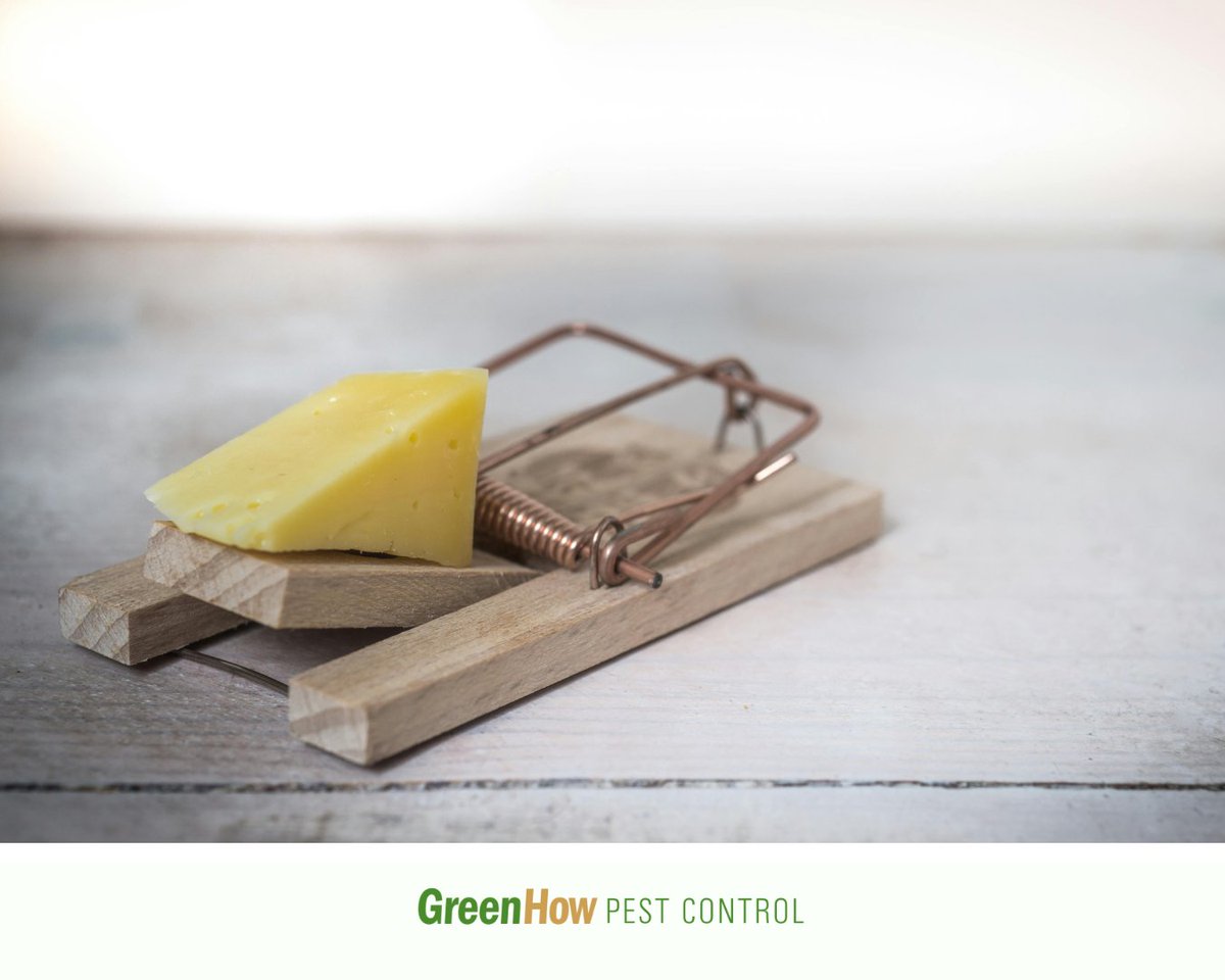 greenhow's tweet photo. What is the best mouse control? 

We answer common mouse control questions at the link. For even more assistance schedule your free inspection now. 

https://t.co/lA5K3yKlwV https://t.co/PYNEe3VTgb