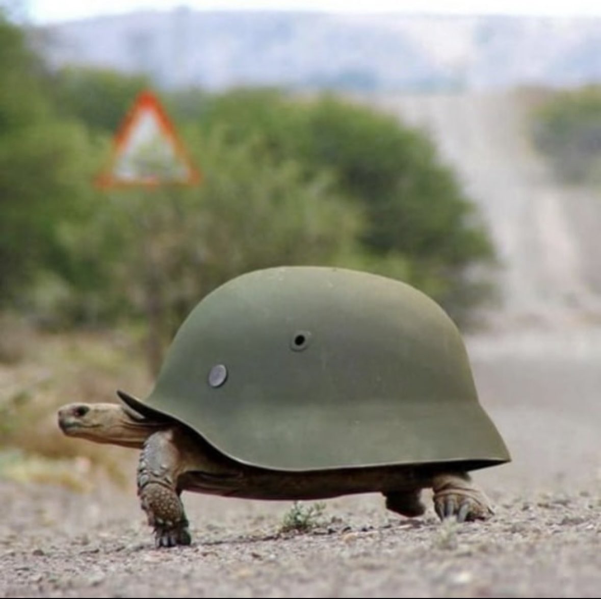 pmitrij0642's tweet photo. @solana @arcium @solana intern are you in trenches with us?
#tturtle representing all trench warriors
5BK9AWziL2fx3Kp2Jn4a5e7QqdBfMQjK8274bnTspump https://t.co/pWaDHXyuAT