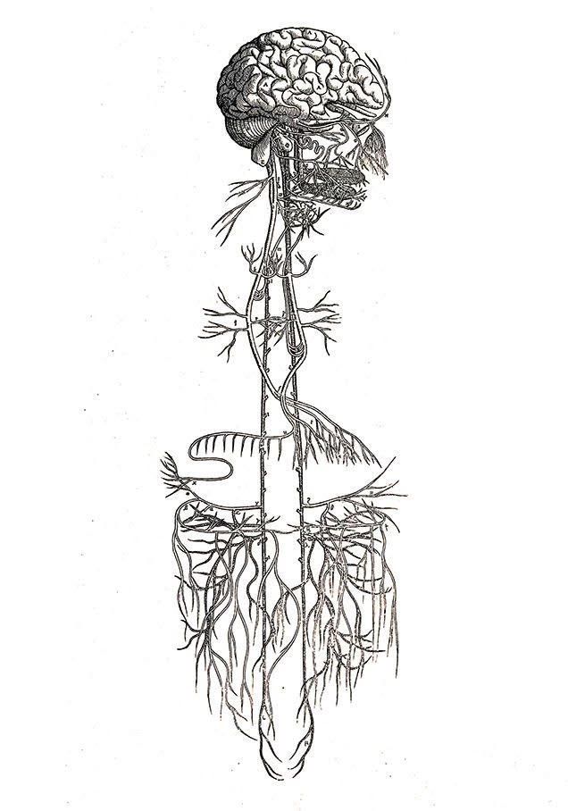 Vagus nerve stimulation is the best way to rewire your brain from anxiety, soothe the nervous system, and increase your stress tolerance.

Here’s everything you need to know about it: 🧵