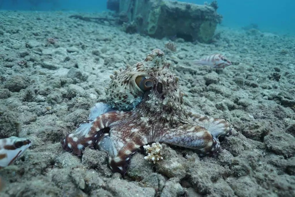 Max Planck Society (@maxplanckpress) on Twitter photo Octopuses team up w/ fish to hunt, study shows. But no slacking: if a #fish doesn't pull its weight, it risks getting smacked in the gills by an #octopus!😉🐙🐟👊ab.mpg.de/629981/unlocki… <a href="/OctoEduardo/">Eduardo Sampaio</a> <a href="/CBehav/">Centre for the Adv Study of Collective Behaviour</a> <a href="/MPI_animalbehav/">MPI-AB is on Bluesky @mpi-animalbehav.bsky.social</a> <a href="/UniKonstanz/">Universität Konstanz</a> Octopuses team up w/ fish to hunt, study shows. But no slacking: if a #fish doesn't pull its weight, it risks getting smacked in the gills by an #octopus!😉🐙🐟👊ab.mpg.de/629981/unlocki… <a href="/OctoEduardo/">Eduardo Sampaio</a> <a href="/CBehav/">Centre for the Adv Study of Collective Behaviour</a> <a href="/MPI_animalbehav/">MPI-AB is on Bluesky @mpi-animalbehav.bsky.social</a> <a href="/UniKonstanz/">Universität Konstanz</a>