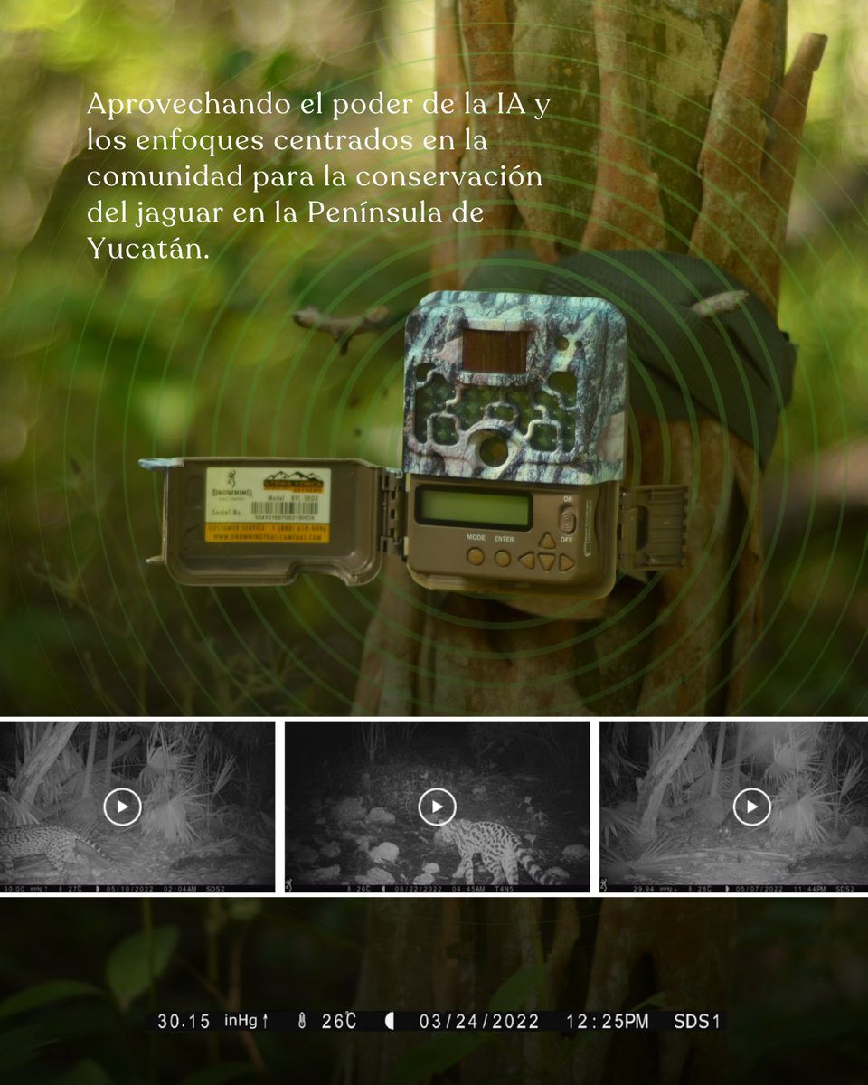 CMinds_co's tweet photo. ¡Descubre Tech4Nature! 💚
 Tech4Nature México es la suma de esfuerzos que busca ampliar el éxito en la conservación de la naturaleza mediante el uso de tecnología para lograr la gestión justa y efectiva de las áreas naturales protegidas. 💻
🌍💚 Únete a esta misión. https://t.co/9zZK1vJmDw