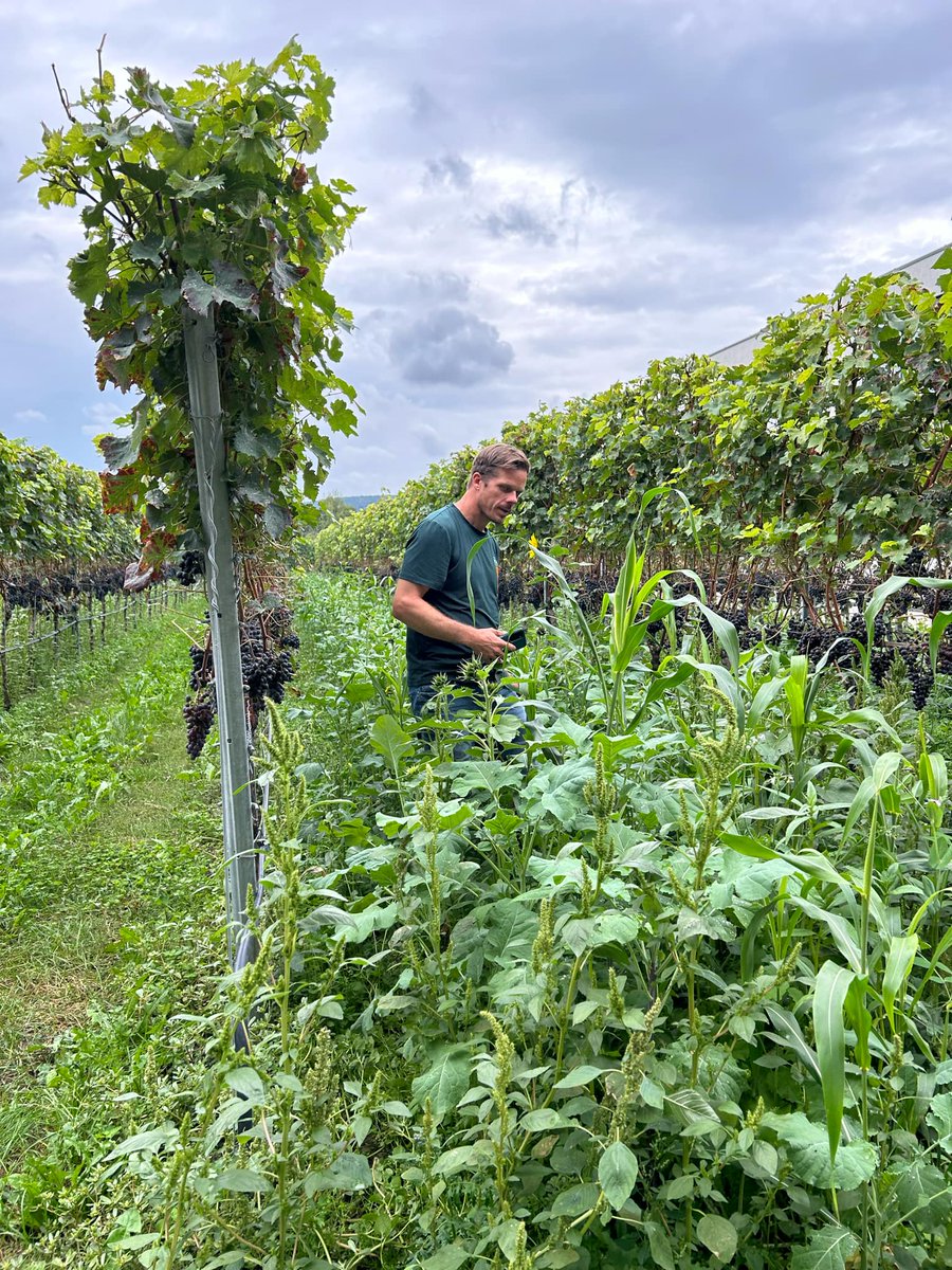Biodiversite dans la vigne c'est possible!! Visite d'un vignoble en Allemagne 😍