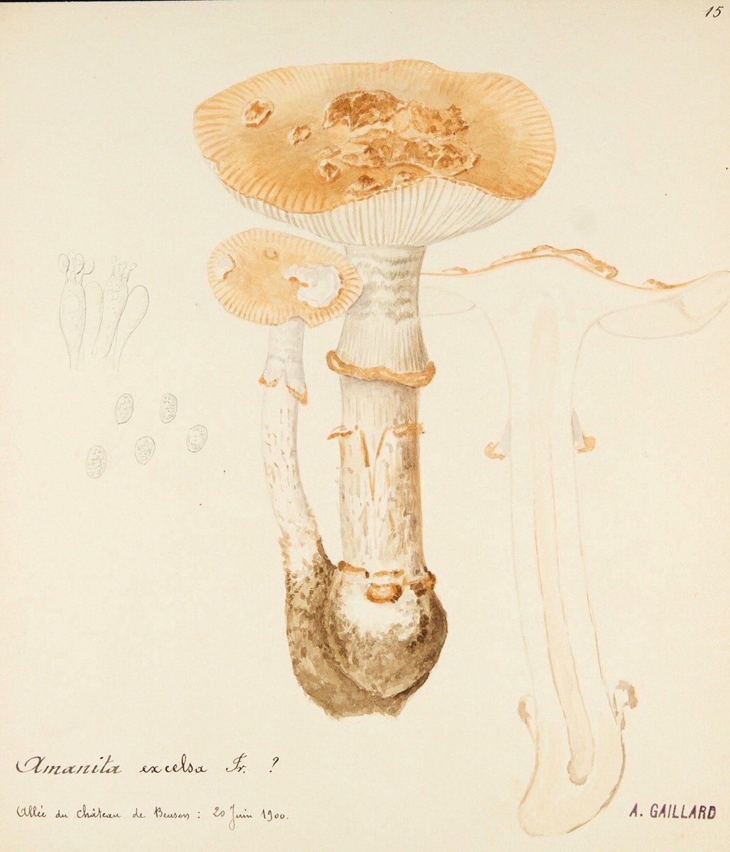 Muséum Angers tweet media