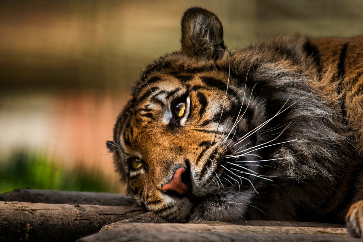 Welsh Mountain Zoo tweet media