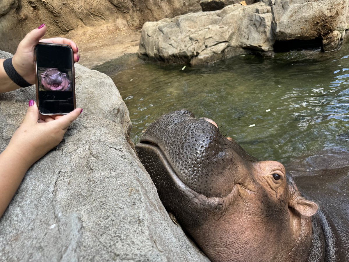 The New York Times can officially confirm Fiona the hippo (<a href="/CincinnatiZoo/">Cincinnati Zoo</a>) is a Moo Deng (<a href="/kkopzoo/">washedtrader1929</a>) fan! 

🔗 Read <a href="/beccapfoley/">Becca Foley</a> and I’s full story: nytimes.com/2024/09/24/sty…