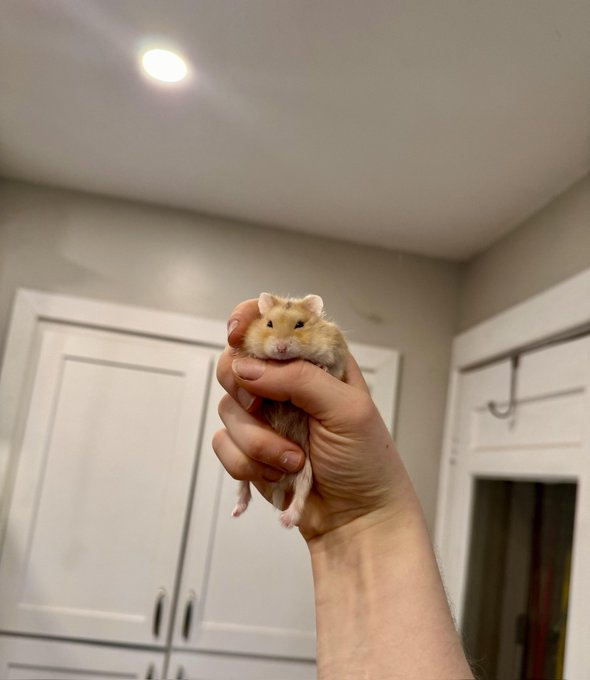 Bqlsj2023's tweet photo. 老司机研报——《Hamster》为啥能上币安？交易所香饽饽到底是啥样的？

🎁抽100Ux5人，猜对价格即可

先说结论：你有用户，有社区，有好的买盘，交易所都会等着上线

VC币之所以不吃香是因为，他真的啥都没有

一、项目简介

Hamster Kombat 是一款模拟加密货币交易所的CEO经营类游戏。玩家在游戏中通过控制“仓鼠”角色运营交易所，做出商业决策并赚取HMSTR代币。HMSTR可用于购买游戏内道具、参与限时活动以及PvP战斗等。玩家不仅能享受P2E的乐趣，还可通过质押和农场机制，增加代币收入。

Hamster Kombat的核心代币是$HMSTR，玩家在游戏内可以通过赚取、交易该代币来进行角色升级、参与限时活动、解锁稀有物品等。该代币不仅用于游戏内的交易，也在平台的经济体系中起着重要作用。

二、项目优势

创新的游戏机制与代币经济玩赚模式（Play-to-Earn）：玩家通过参与游戏活动能够赚取 $ HMSTR 代币，这些代币可用于解锁高级游戏内容和参与限时活动，提升游戏的持续参与度和玩家忠诚度。
NFT 与加密奖励：游戏中引入了 NFT 机制，使玩家能够真正拥有、交易和出售他们的数字藏品，增强了游戏的收藏价值和交易价值。

代币分配空投和代币分发：空投和代币分发：Hamster Kombat 正计划进行加密货币历史上最大规模的空投活动。超过 70% 的代币将用于空投和社区奖励，这将极大地提升项目的知名度并吸引更多用户加入。

三、为什么他能上币安？

强大的用户增长与社区支持用户基数：截至2024年9月，HMSTR拥有3亿玩家，月活跃用户达8200万，日活用户3200万。游戏通过社交平台病毒式传播，90%以上的玩家都是通过朋友邀请加入的。YouTube上每天都有上千个关于游戏的内容分享，全球190多个国家的玩家参与其中。通过社交平台的推广，项目目标是在未来达到 10 亿用户的规模。

Web3 技术的复杂性用户体验优化：尽管 Web3 技术可能对许多普通用户来说较为复杂，Hamster Kombat 面临的主要挑战是如何优化用户体验，降低新用户进入 Web3 的障碍。通过简化注册流程和提供用户友好型的教程，可以有效帮助用户无缝过渡到去中心化的环境中。

用户留存与竞争压力长期用户活跃度与留存率：尽管 Hamster Kombat 已成功吸引大量用户，未来的关键在于如何保持这些用户的长期活跃度和留存率。在日益激烈的加密游戏市场中，专注于不断提升游戏内容、引入创新的玩法机制和提供丰富的奖励，将是保持用户参与度的重要策略。

四、发展路线图

Hamster Kombat 发展路线图 Binance 在最���的公告中发布了 Hamster Kombat 的未来发展路线图：  
2024 年 Q3 将推出 Hamster 第二季游戏；  
2024 年 Q4 将发布 PWA 的支付服务集成并发布 Hamster 外部开发的首款游戏、将广告集成到商店产品中、推出与第二季机制深度集成的部族、在游戏中引入 RMT并将代币完全集成到游戏经济中；  
2025 年 Q1 Hamster 2.0 将首次举办竞争性战队锦标赛、并扩大合作伙伴游戏数量和推出游戏物品内部 NFT 市场；  2025 年 Q2 Hamster 将创建 UGC（用户生成内容）相关工具；  
2025 年 Q3 将超越 PWA，与桌面游戏进行集成。

总结：Hamster Kombat通过创新的游戏机制和强大的社区支持，成功吸引了大量用户，并通过优化用户体验和清晰的发展路线图，确保了用户的长期留存和兴趣。这些因素使得它成为上币安的决定性因素

@hamster_kombat #HMSTR  #Binance  $HMSTR