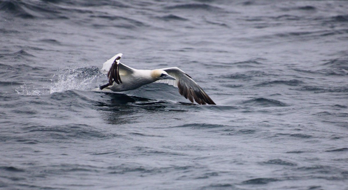 thatsealgirl's tweet image. Great first 2 days out on the sea for @MarineVertsMSc @ExeterMarine 🌊
Lots of gannets, grey seals, common dolphins & porpoise (yesterday) & bottlenose dolphins today. Other groups spotted a minke & tuna, they managed to evade us. Hopefully spot them soon too 🤞🏻