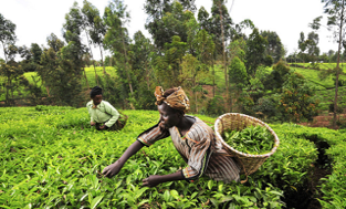 LERURAL2's tweet photo. AGRICULTURE BIOLOGIQUE ET APPROCHES AGRO-ÉCOLOgIQUES
L’Institut de recherche de lʼagriculture biologique (FiBL) a publié la 25ème édition de son annuaire « The World of Organic Agriculture ».
Lire plus ⤵️
https://t.co/2pJjfoeVdw
#FiBL @BeninRetweets @gouvbenin https://t.co/aOwGKYMoh1