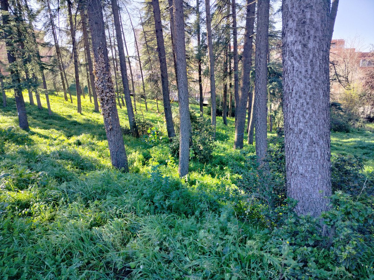 Cedral, bosque de cedros en el arboreto de la escuela de Montes en la Ciudad Universitaria de Madrid, plantados con motivo de la inauguración de la escuela en 1945 y que va a cumplir muy pronto los 80 años de edad.