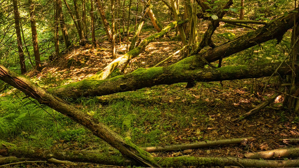 AntartFoto's tweet photo. #forest #NaturePhotography https://t.co/w0GY61yFvX