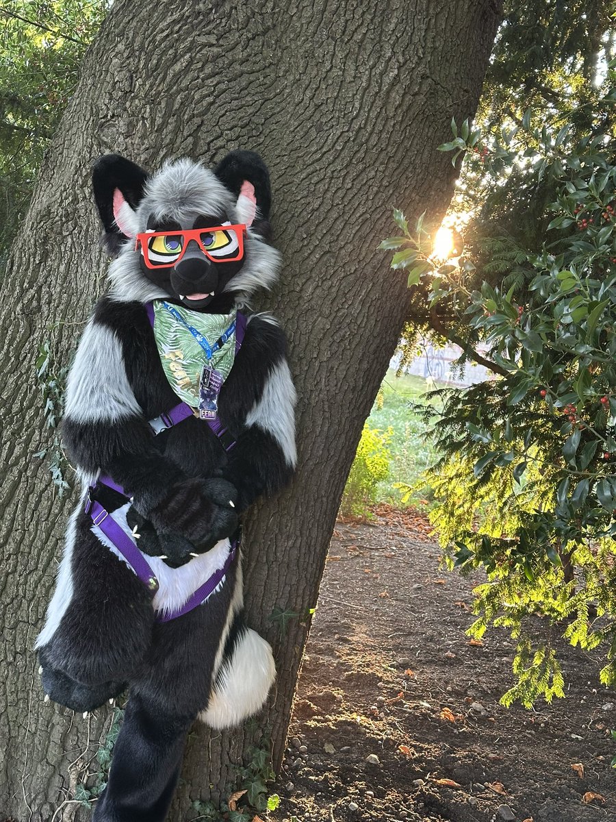 FernSilverFox's tweet photo. Natural habitat of the silver fox. 🦊🌿

🪡@FurryFursuit_M 
📸@CoupsBoi https://t.co/IwbQ06VfT9