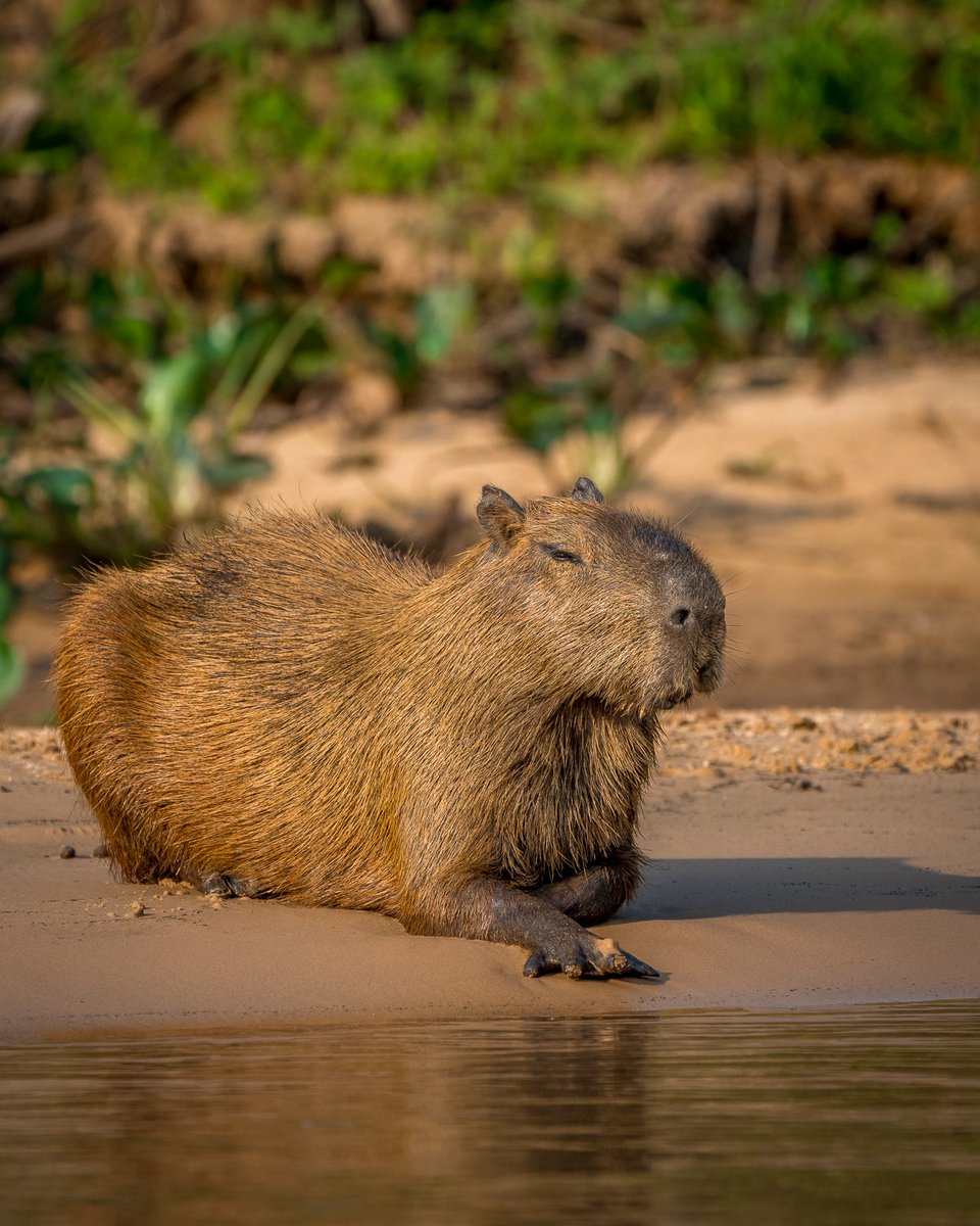 One of my favorite animals to see in South America, capybaras are the largest rodent in the world. I got to see several on my recent trip to Brazil, including this one soaking up the afternoon sun on the riverbank