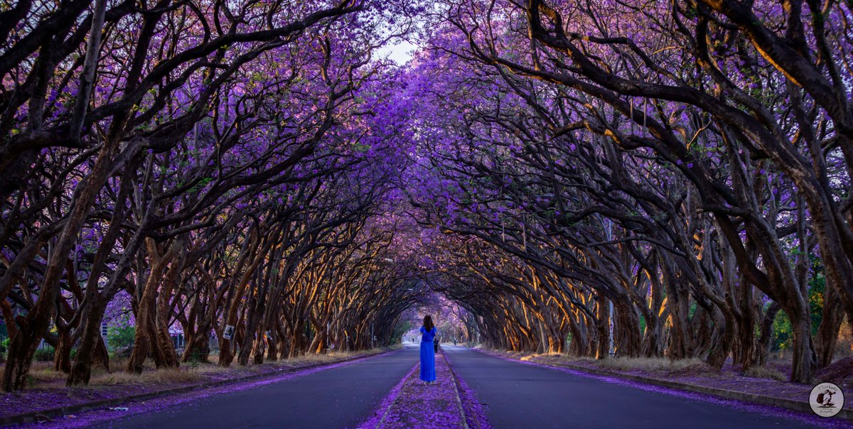 Timothy Marks 🎥 🇿🇼 🐘 tweet media