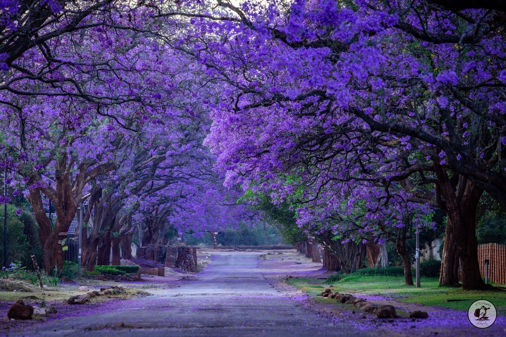 Timothy Marks 🎥 🇿🇼 🐘 tweet media