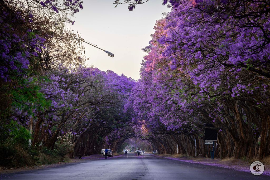 Timothy Marks 🎥 🇿🇼 🐘 tweet media