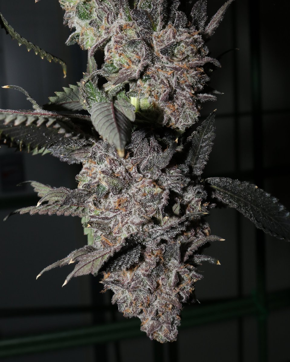 Gorilla Breath isn’t just another strain—it’s a statement. With bold flavours, potent effects, and buds that sparkle like diamonds, this sativa-dominant hybrid is crafted with care from start to finish.