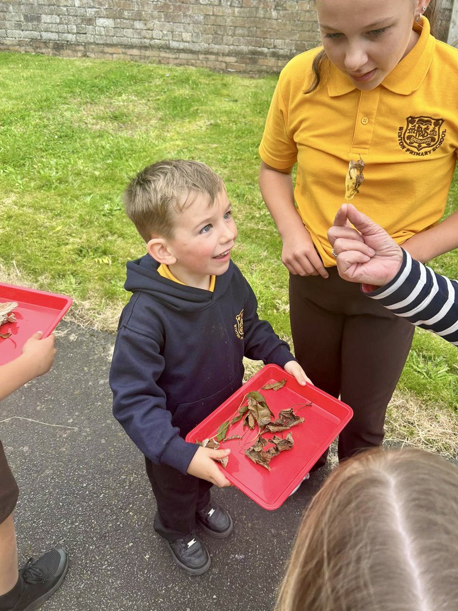 wintonprimary's tweet photo. Primary 1/2 have been learning about Autumn 🍂 They collected Autumn leaves with their P7 buddies and used them to create Autumn inspired pictures 🖼️ https://t.co/RTt4muQkAm