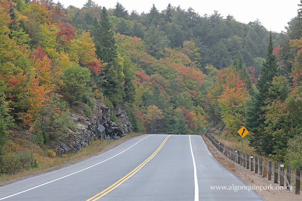 AlgonquinPark's tweet photo. This Morning in Algonquin Park — Rainy conditions and #fall colours. Plan your #autumn visit at https://t.co/1xzcNX7XPy #AlgonquinPark #Ontario #Canada #parks #nature #FallColours #AlgonquinFallColours #PlanAhead https://t.co/DFy1iDgOEZ