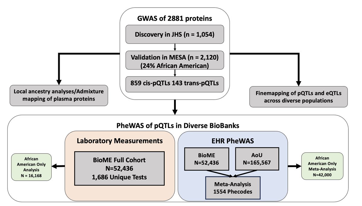 Usman Tahir (@utahirmd) on Twitter photo Now out in press <a href="/jclinicalinvest/">Journal of Clinical Investigation</a> : we identify pQTLs using the OLINK 3K platform in diverse populations from <a href="/JHS_HeartStudy/">JacksonHeartStudy</a> and MESA @nih_nhlbi, highlight allelic heterogeneity across populations and perform PheWAS in <a href="/AllofUsResearch/">AllofUsResearch</a> and BioME
jci.org/articles/view/… 1/3 Now out in press <a href="/jclinicalinvest/">Journal of Clinical Investigation</a> : we identify pQTLs using the OLINK 3K platform in diverse populations from <a href="/JHS_HeartStudy/">JacksonHeartStudy</a> and MESA @nih_nhlbi, highlight allelic heterogeneity across populations and perform PheWAS in <a href="/AllofUsResearch/">AllofUsResearch</a> and BioME
jci.org/articles/view/… 1/3