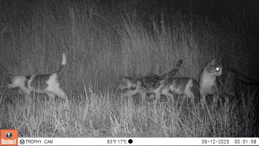 ‘‘We wisten dat katten op kuikens jagen, maar nu weten we dat ze ook naar  het nest gaan en de eieren eten’, beschrijft ze een van de eerste  uitkomsten van haar project.ukrant.nl/magazine/deze-…