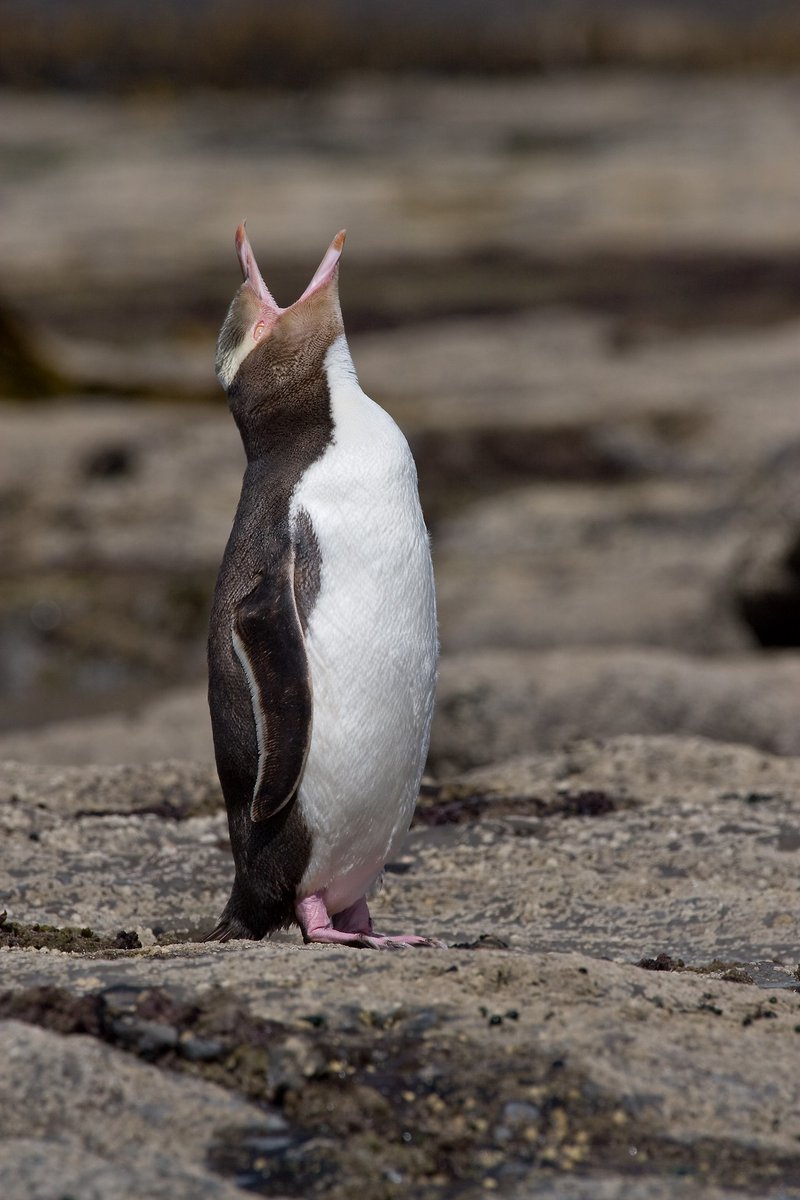 Endemic yellow-eyed penguin was chosen Bird of the Year in New Zealand. The endangered "people's penguin" goes by another, rather more boisterous name: hoiho.
birdoftheyear.org.nz