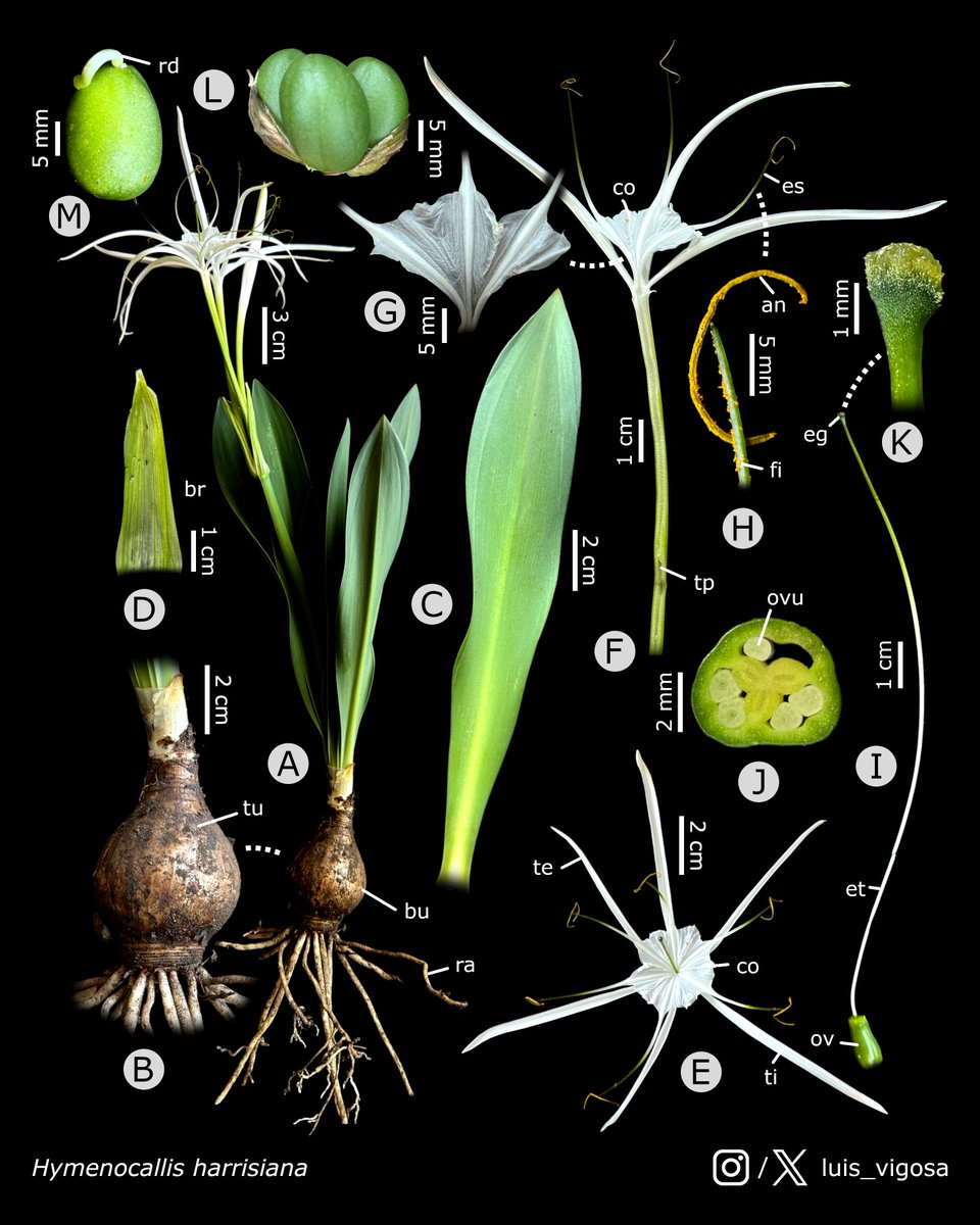 Hymenocallis harrisiana (Amaryllidaceae)
#botany #flowers #taxonomy #plants
